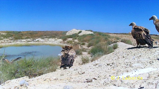 Eurasian Griffon - ML646284588