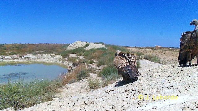 Eurasian Griffon - ML646284589