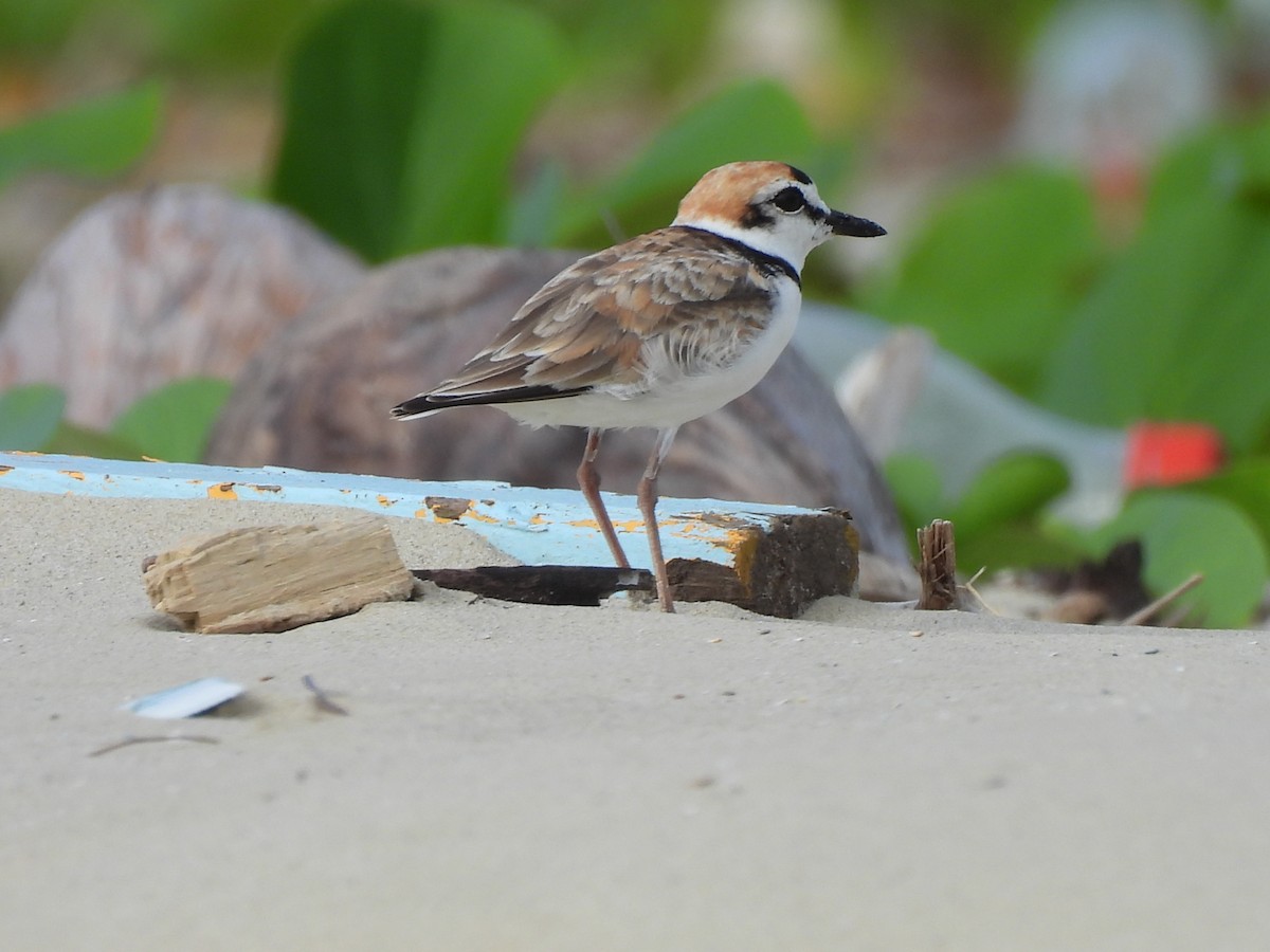 Malaysian Plover - ML646284590