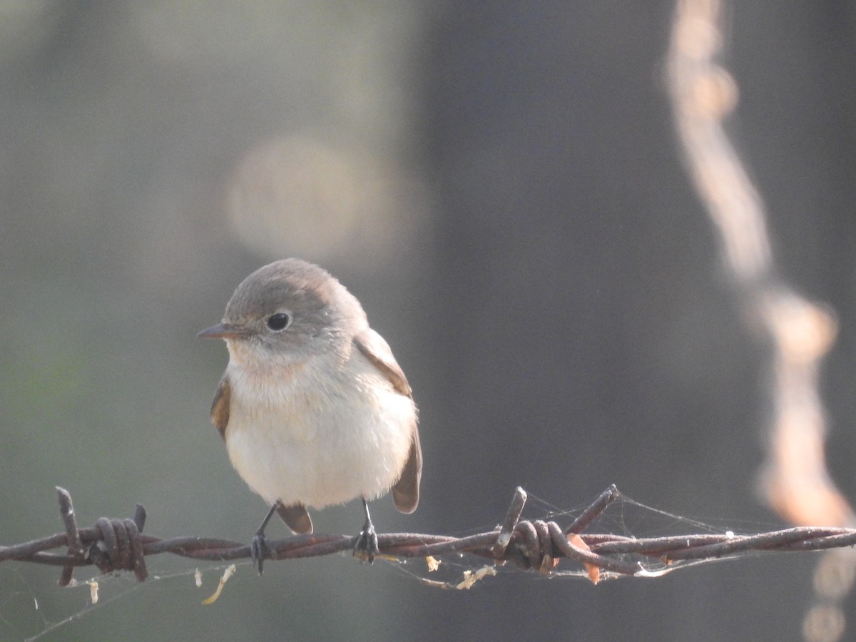 Gobemouche nain - ML646284591