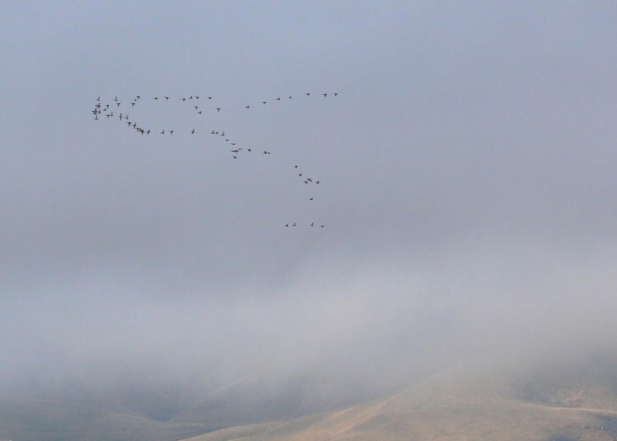 Canard colvert - ML646284592