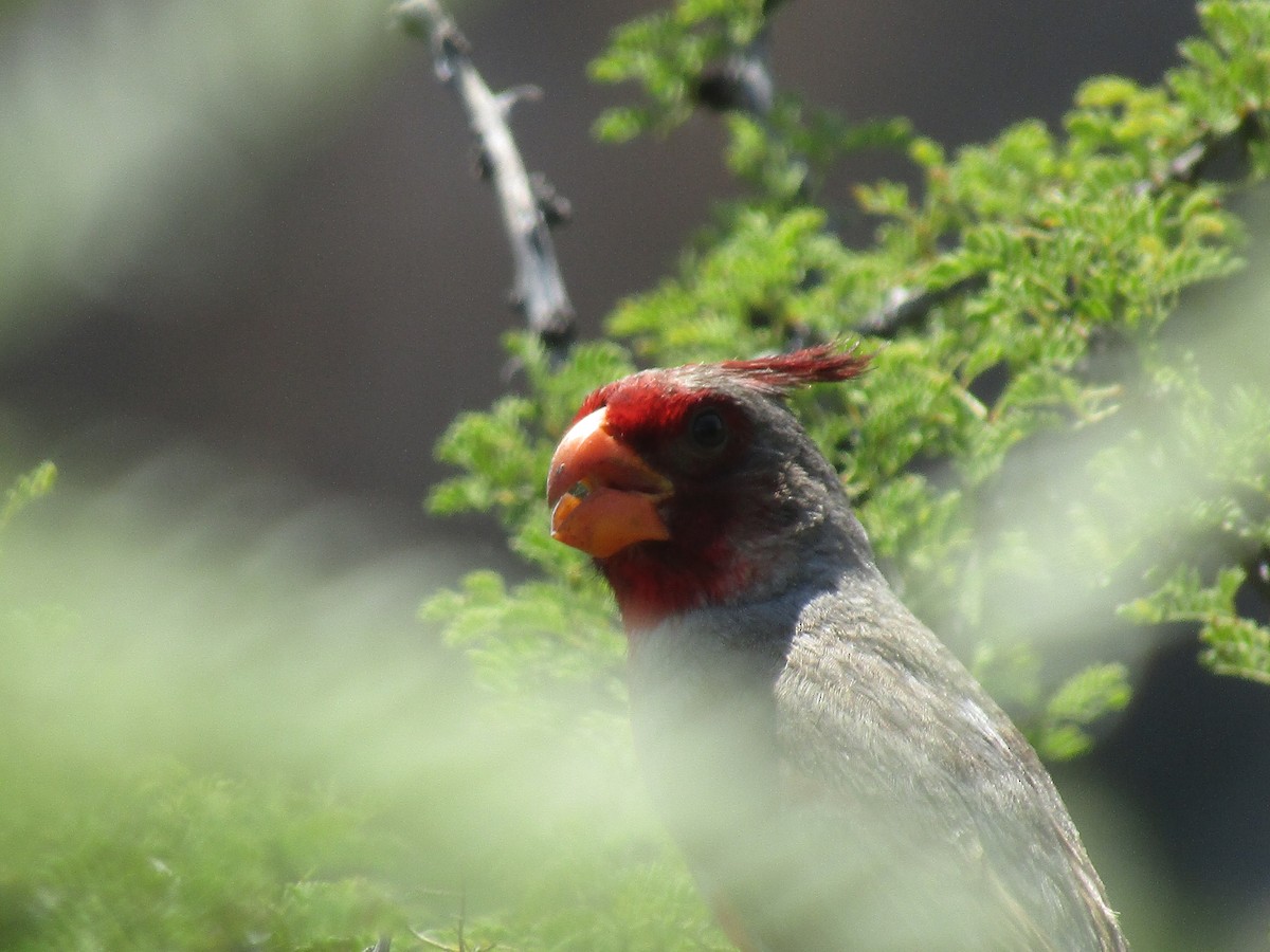Cardinal pyrrhuloxia - ML646284593