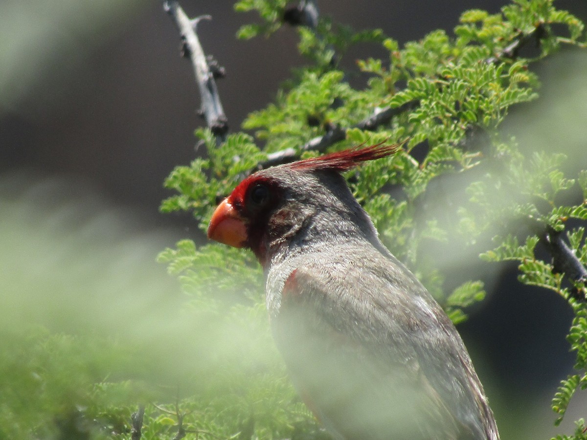 Cardinal pyrrhuloxia - ML646284594