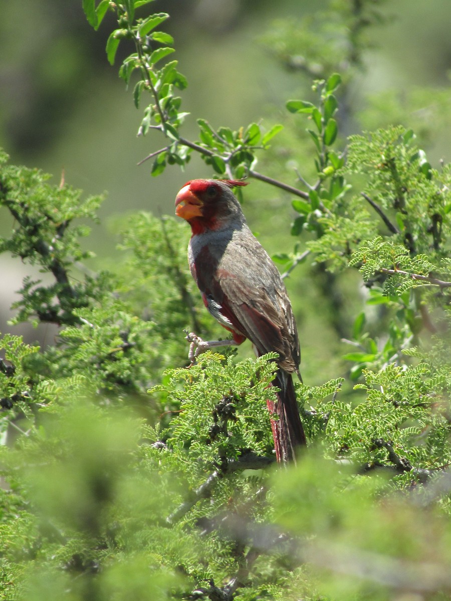 Cardinal pyrrhuloxia - ML646284595