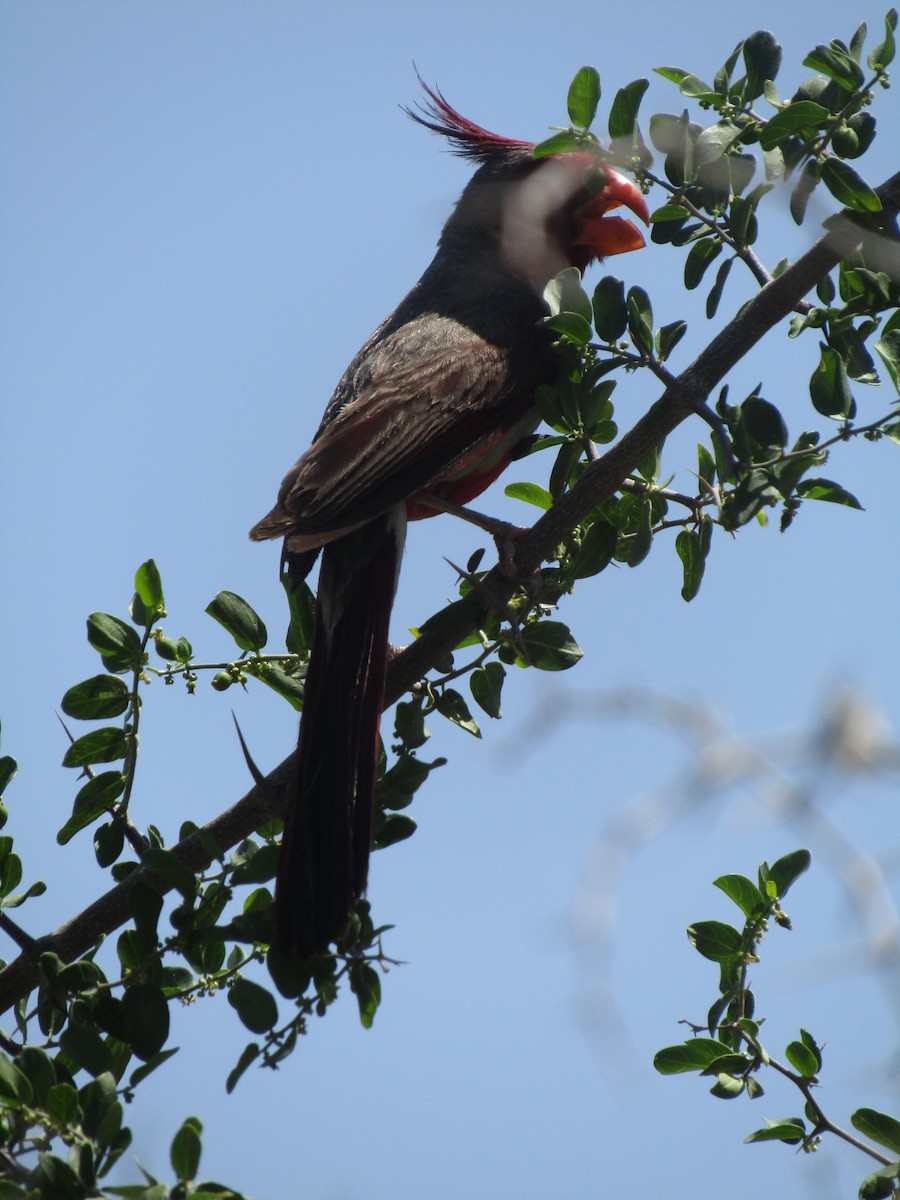 Cardinal pyrrhuloxia - ML646284596