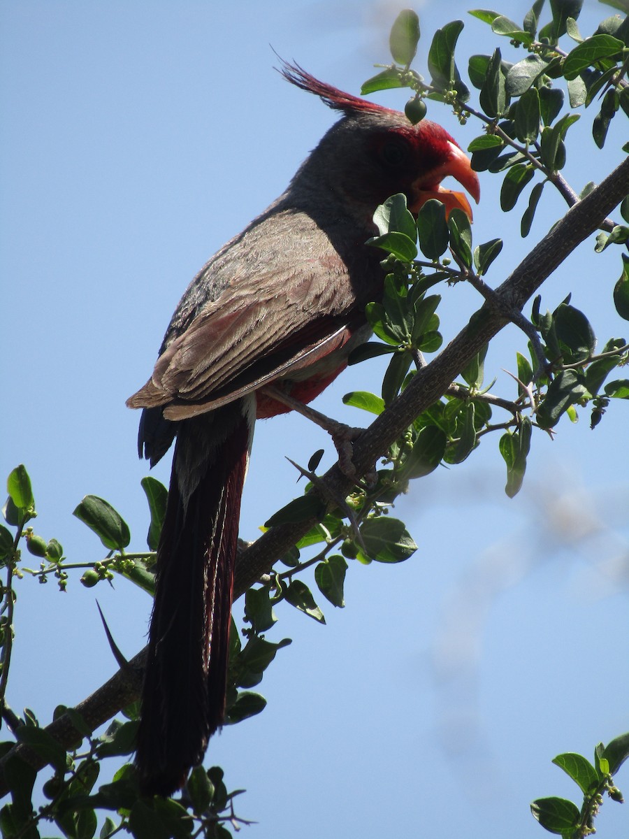 Cardinal pyrrhuloxia - ML646284597
