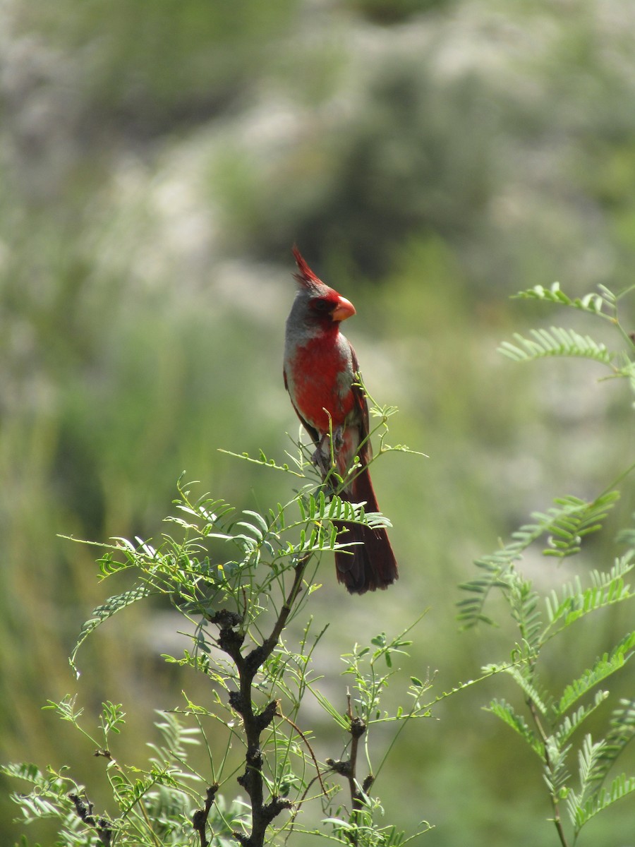 Cardinal pyrrhuloxia - ML646284598