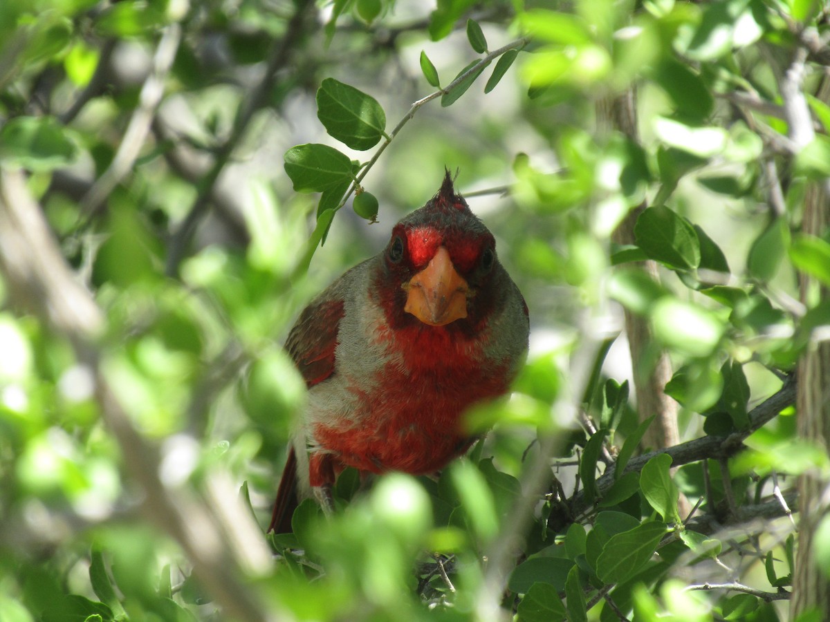 Cardinal pyrrhuloxia - ML646284599