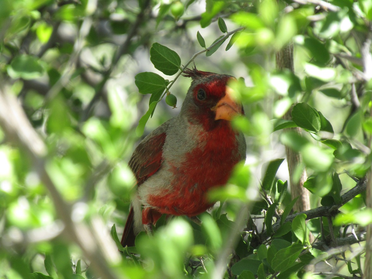 Cardinal pyrrhuloxia - ML646284600