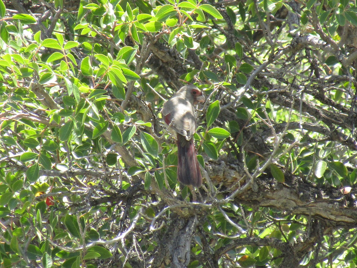 Cardinal pyrrhuloxia - ML646284601
