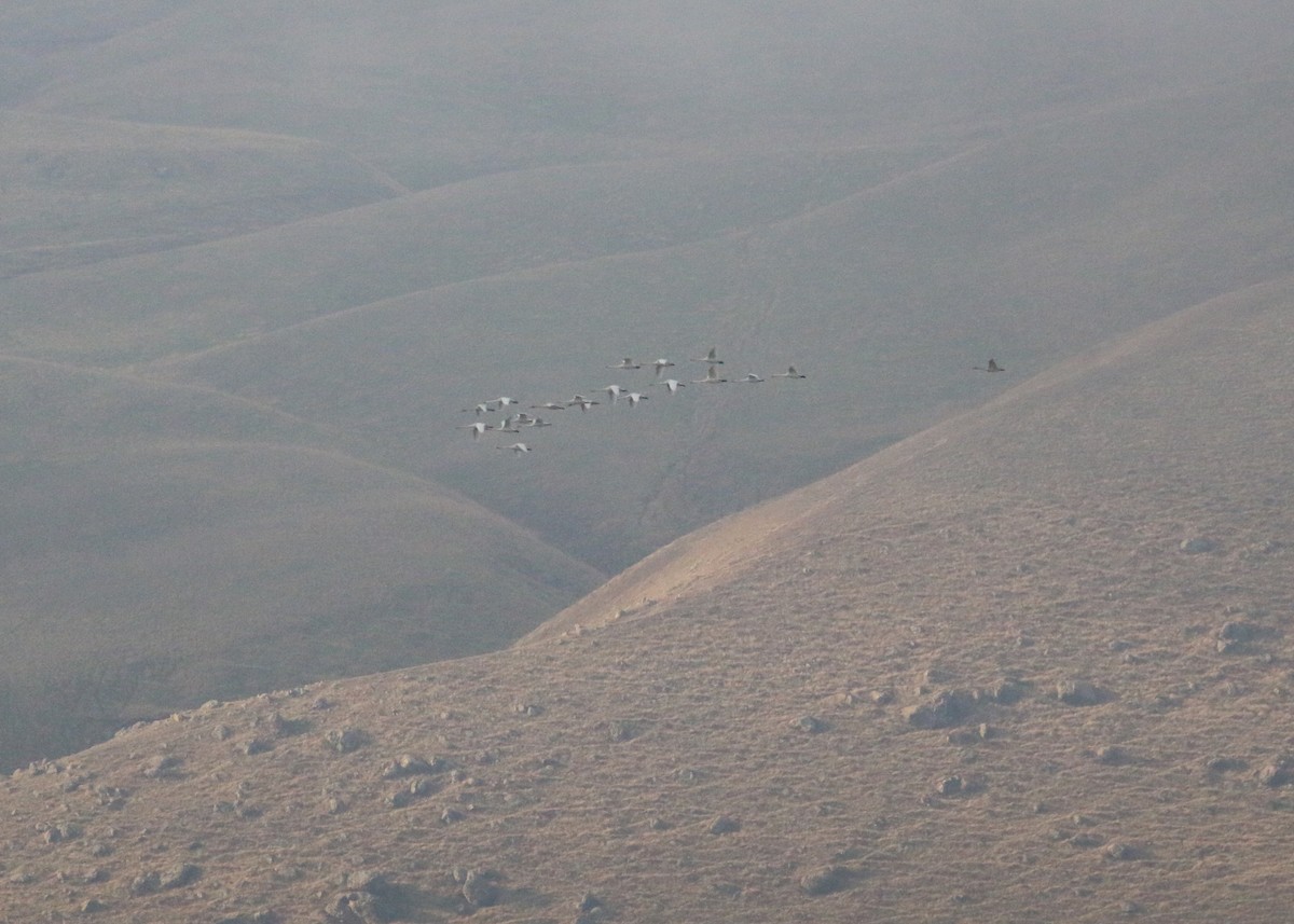 Cygne siffleur - ML646284602