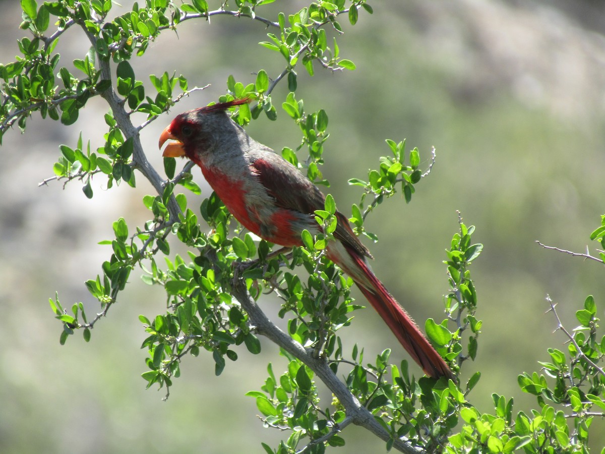 Cardinal pyrrhuloxia - ML646284603