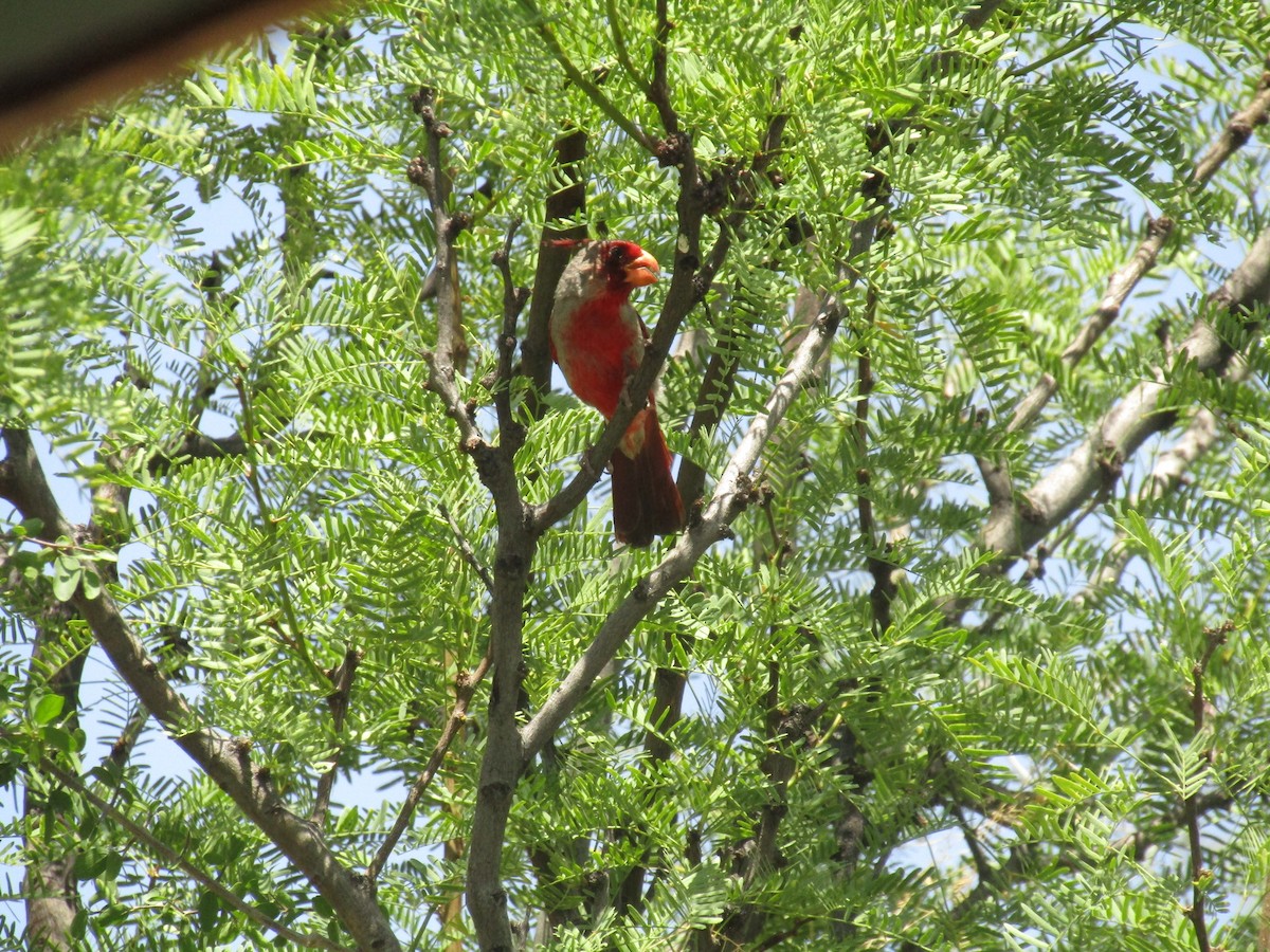Cardinal pyrrhuloxia - ML646284604