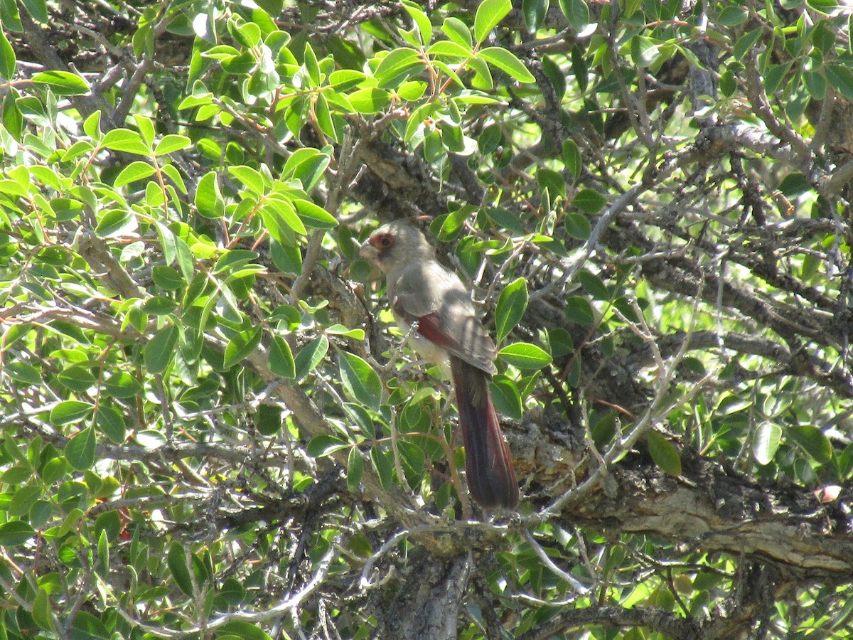 Cardinal pyrrhuloxia - ML646284605
