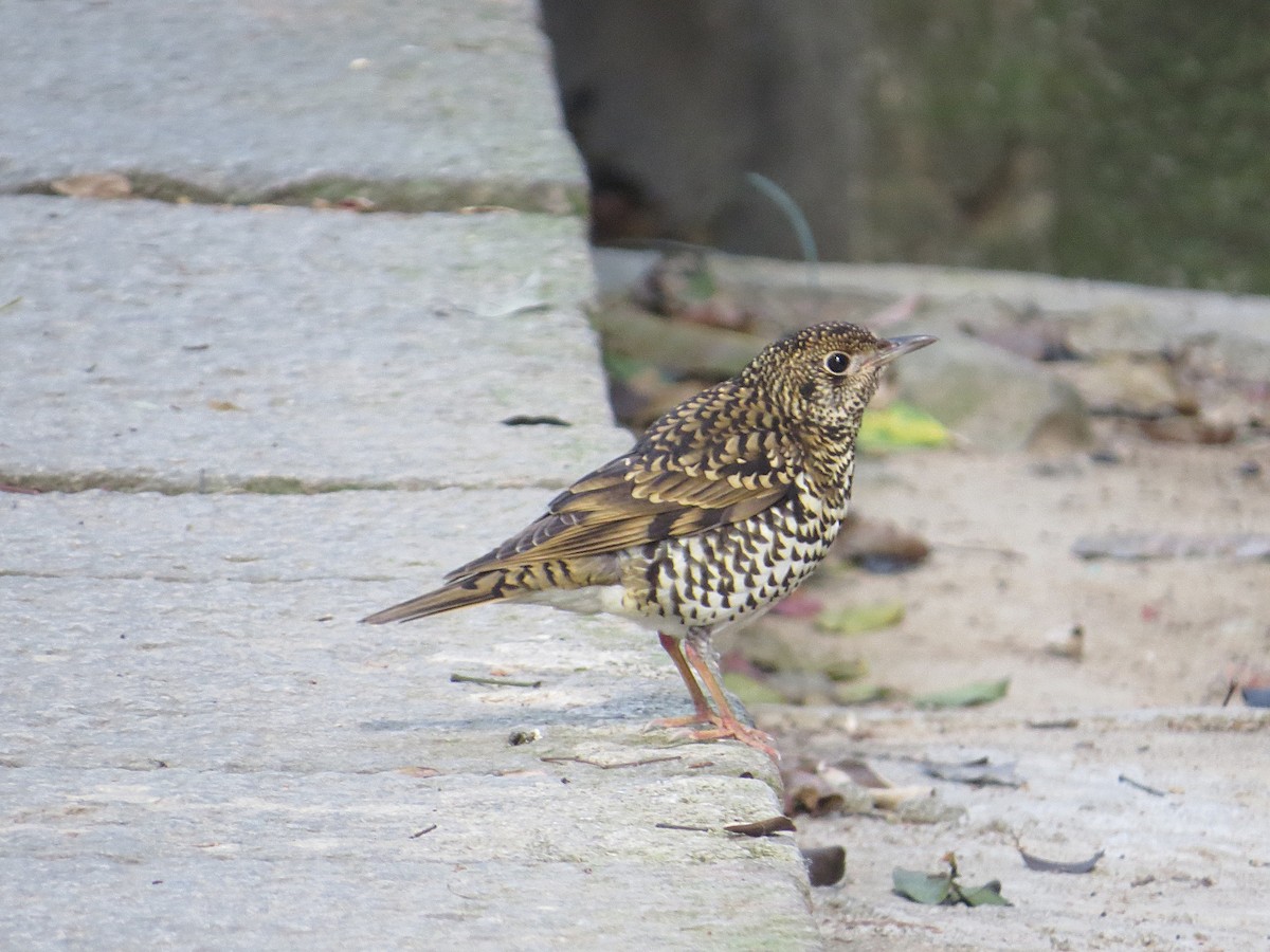 Grive dorée - ML646284606