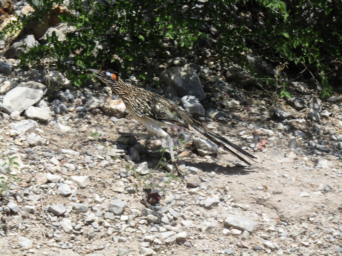 Grand Géocoucou - ML646284607