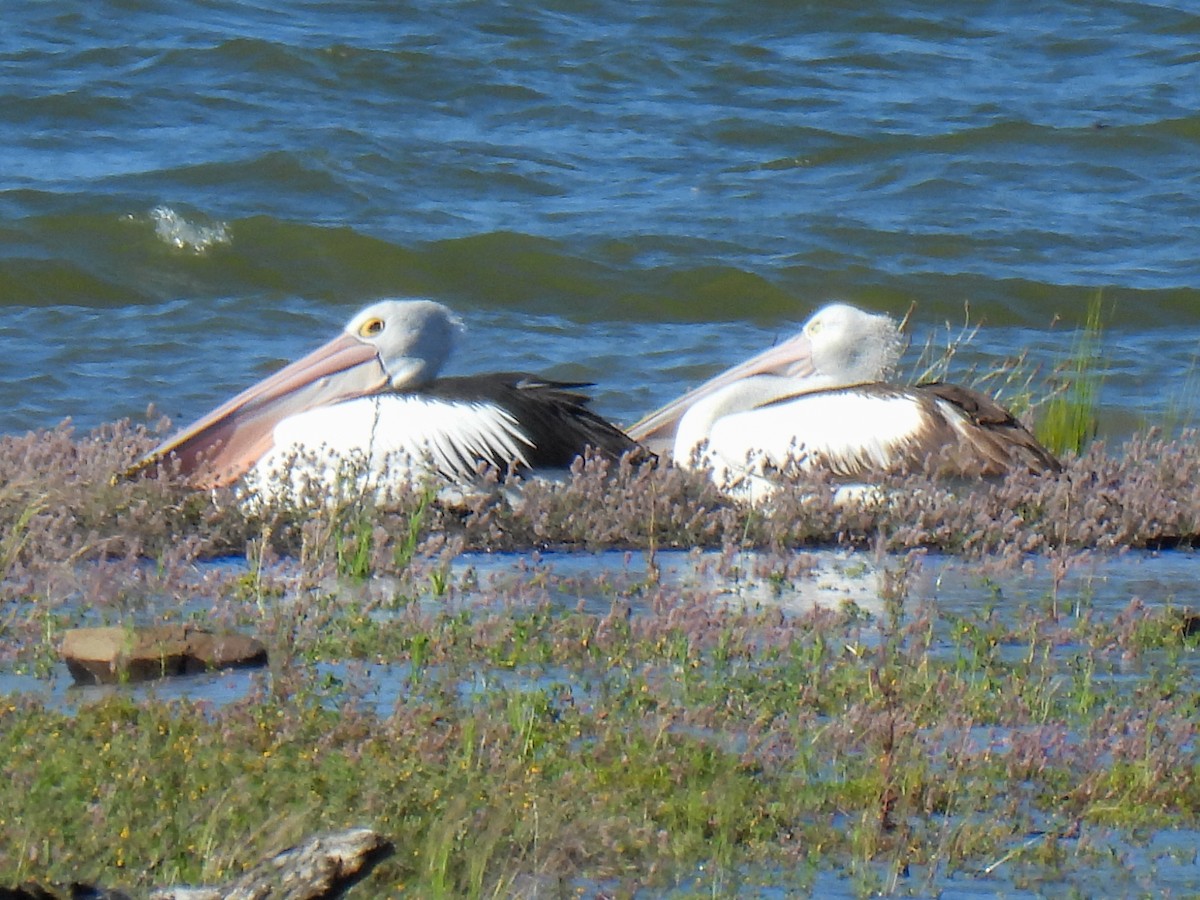 Australian Pelican - ML646284626