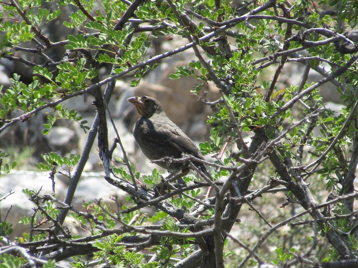 Bronzed Cowbird - ML646284627