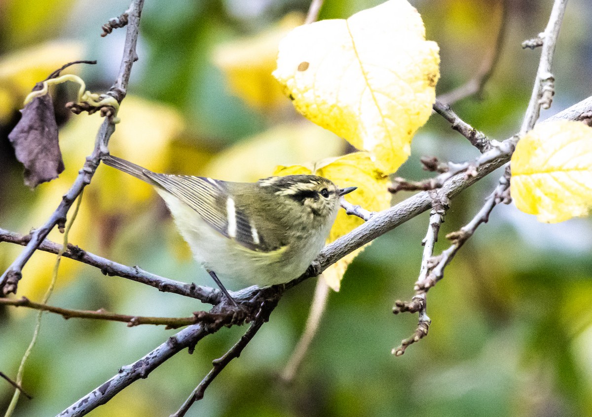 Lemon-rumped Warbler - ML646284628