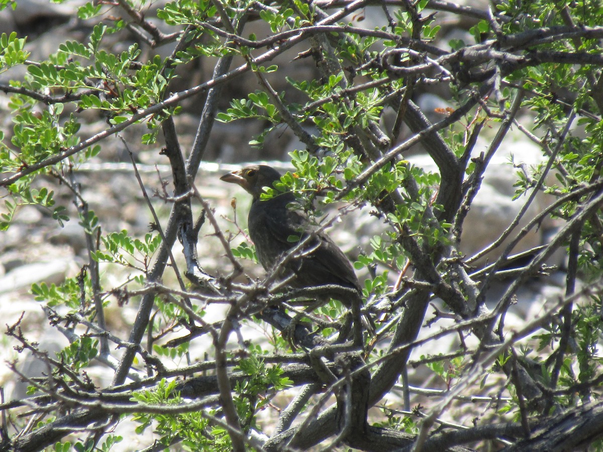 Bronzed Cowbird - ML646284629