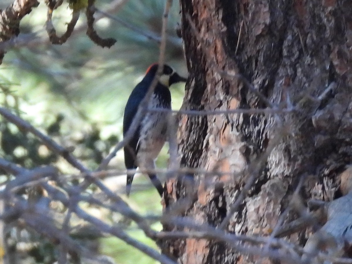 Acorn Woodpecker - ML646284630