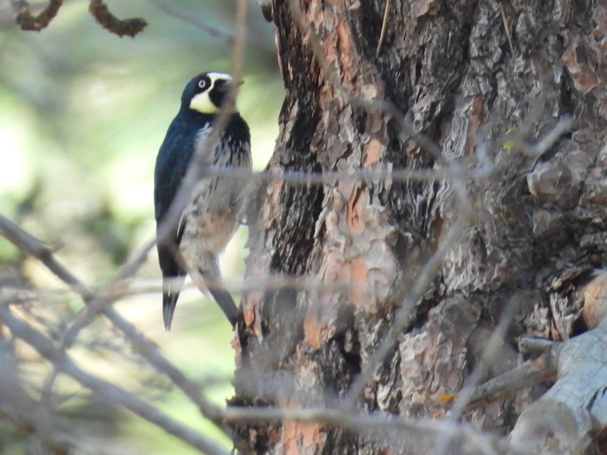 Acorn Woodpecker - ML646284631