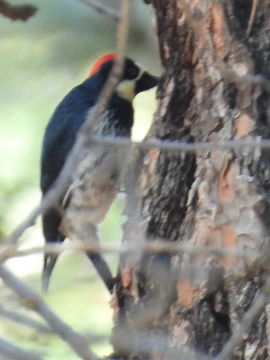 Acorn Woodpecker - ML646284635