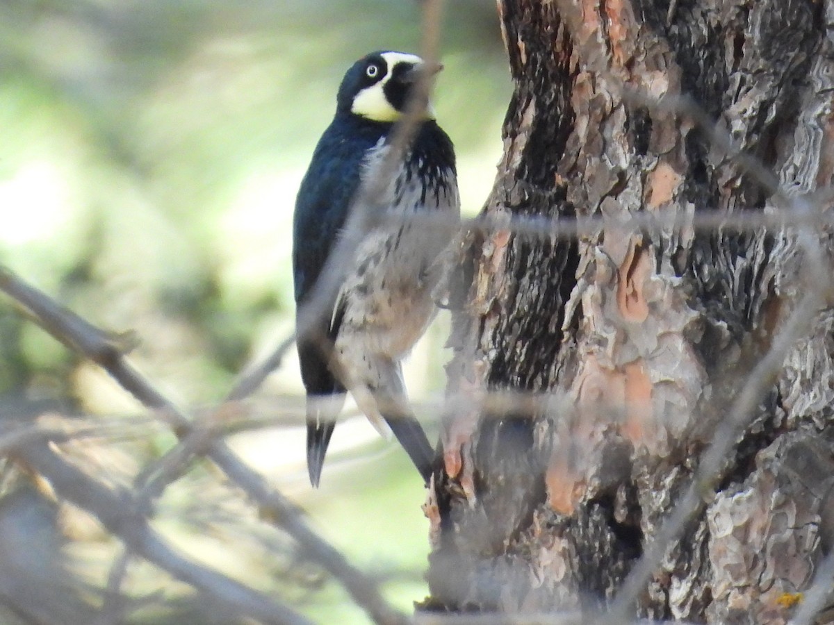 Acorn Woodpecker - ML646284637
