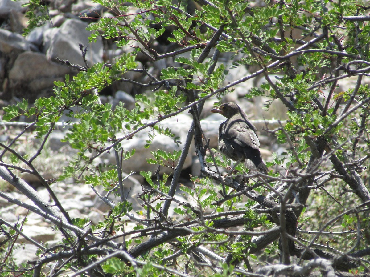 Bronzed Cowbird - ML646284638