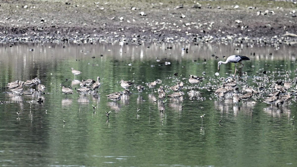 Eurasian Whimbrel - ML646284640