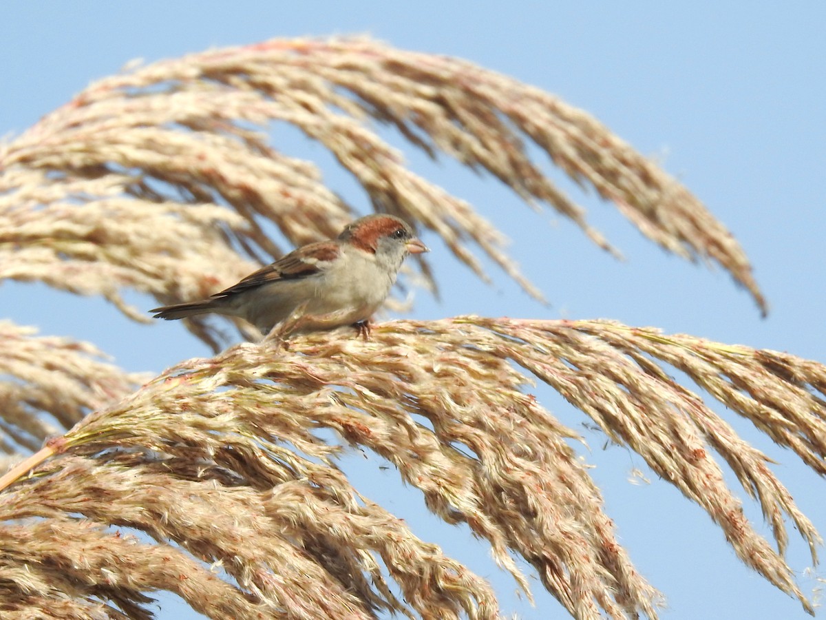 Sind Sparrow - ML646284643