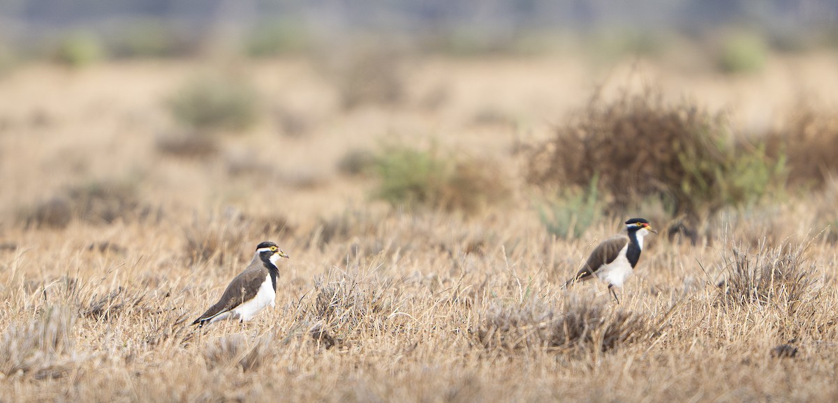 Banded Lapwing - ML646284648