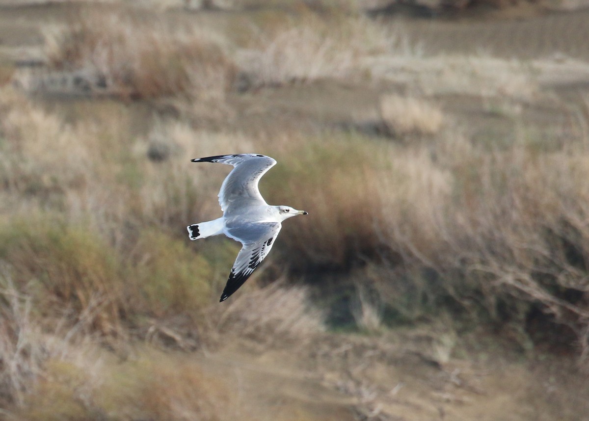 Pallas's Gull - ML646284649
