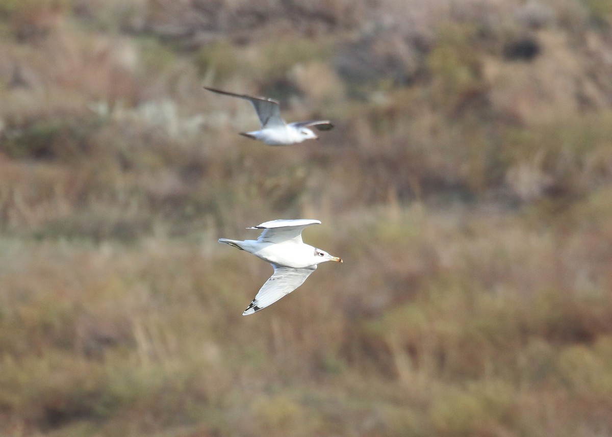 Pallas's Gull - ML646284650