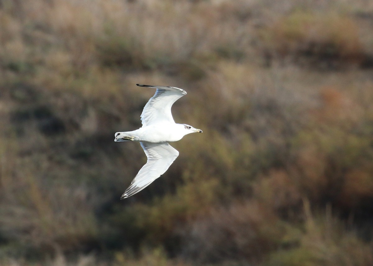 Pallas's Gull - ML646284651