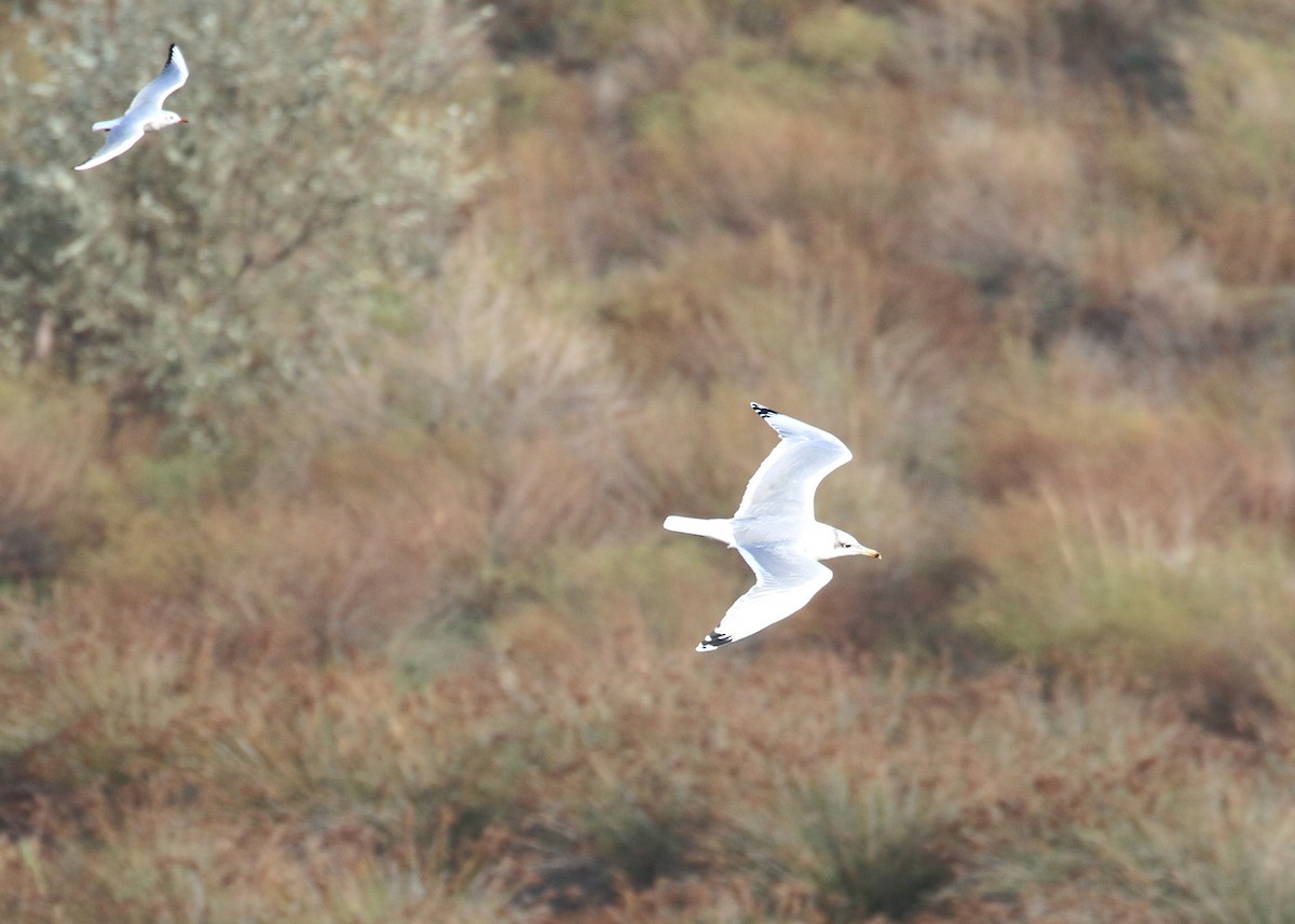 Pallas's Gull - ML646284652