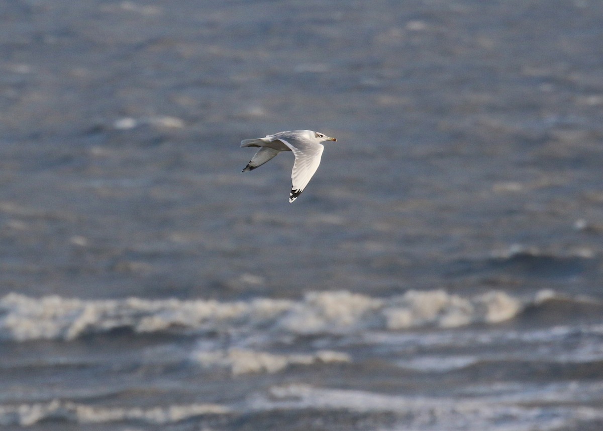 Pallas's Gull - ML646284653