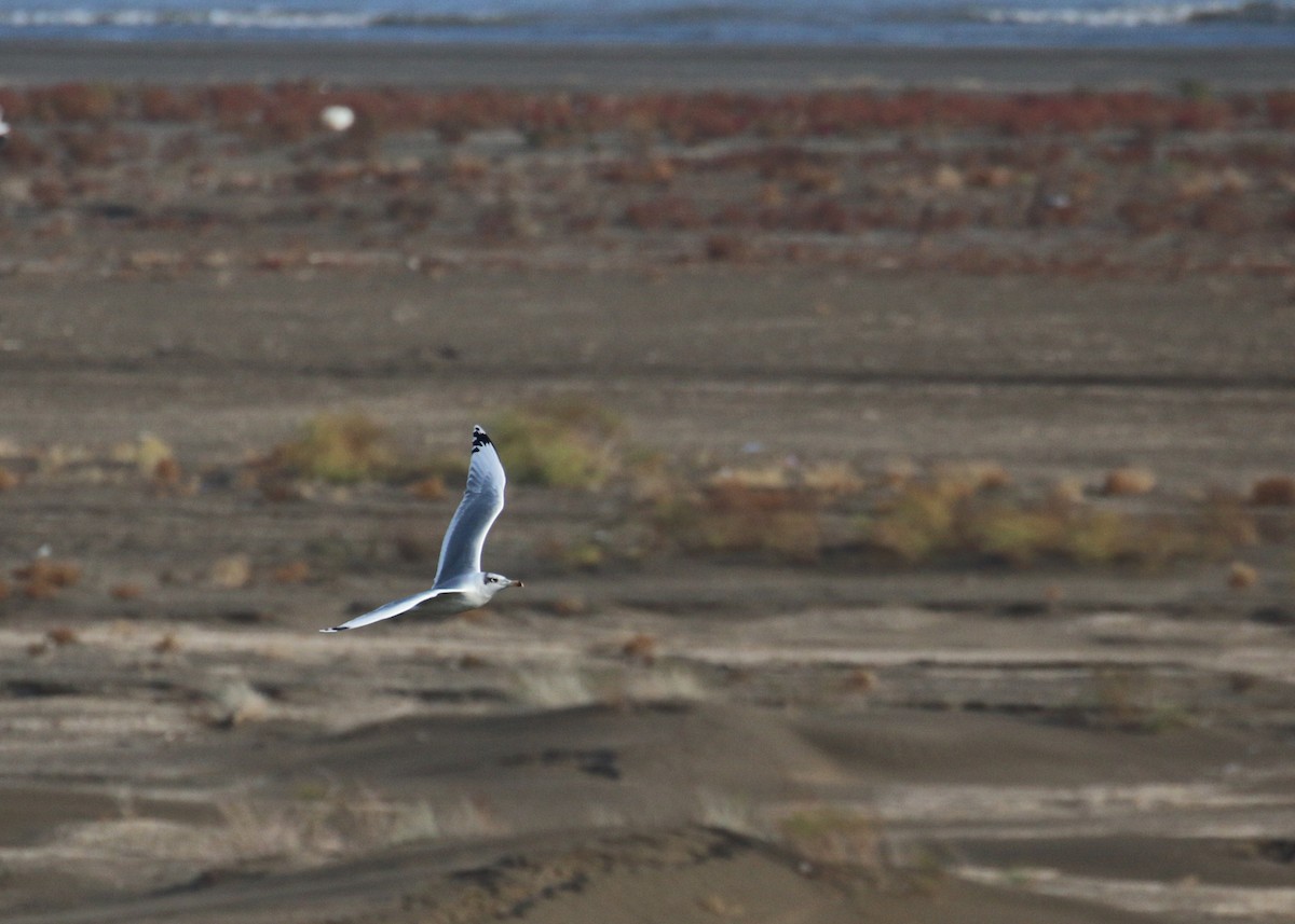 Pallas's Gull - ML646284654