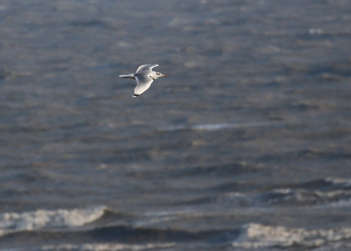 Pallas's Gull - ML646284655