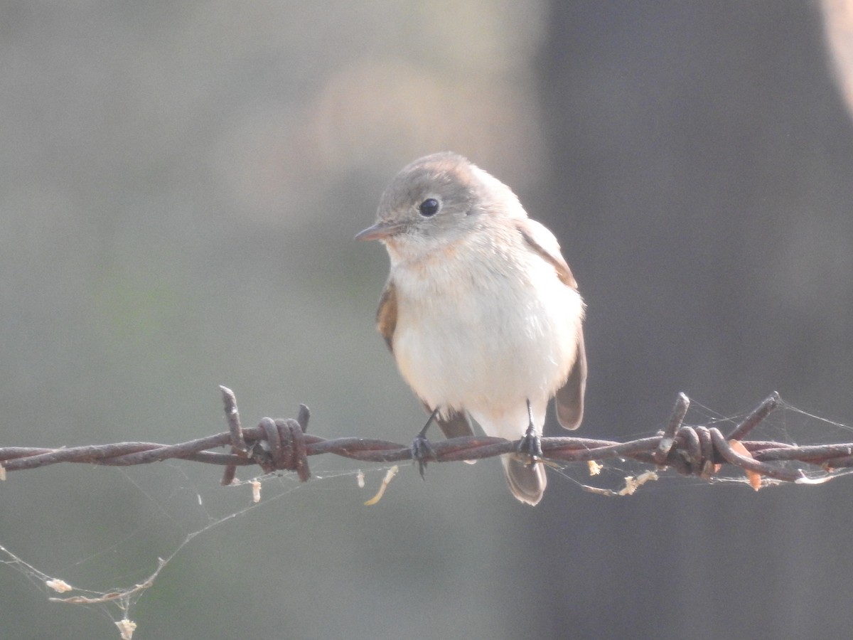 Red-breasted Flycatcher - ML646284659
