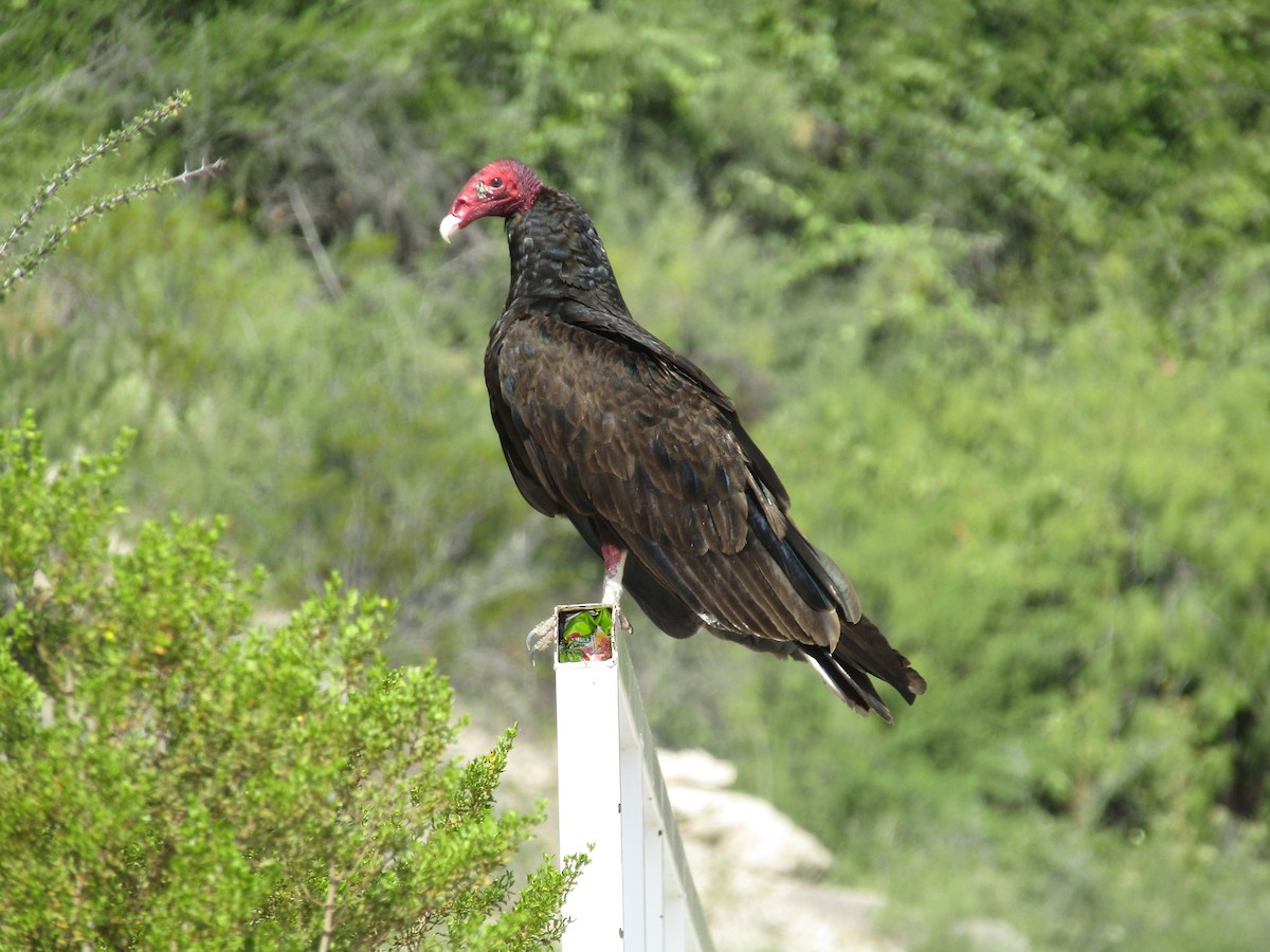 Turkey Vulture - ML646284660