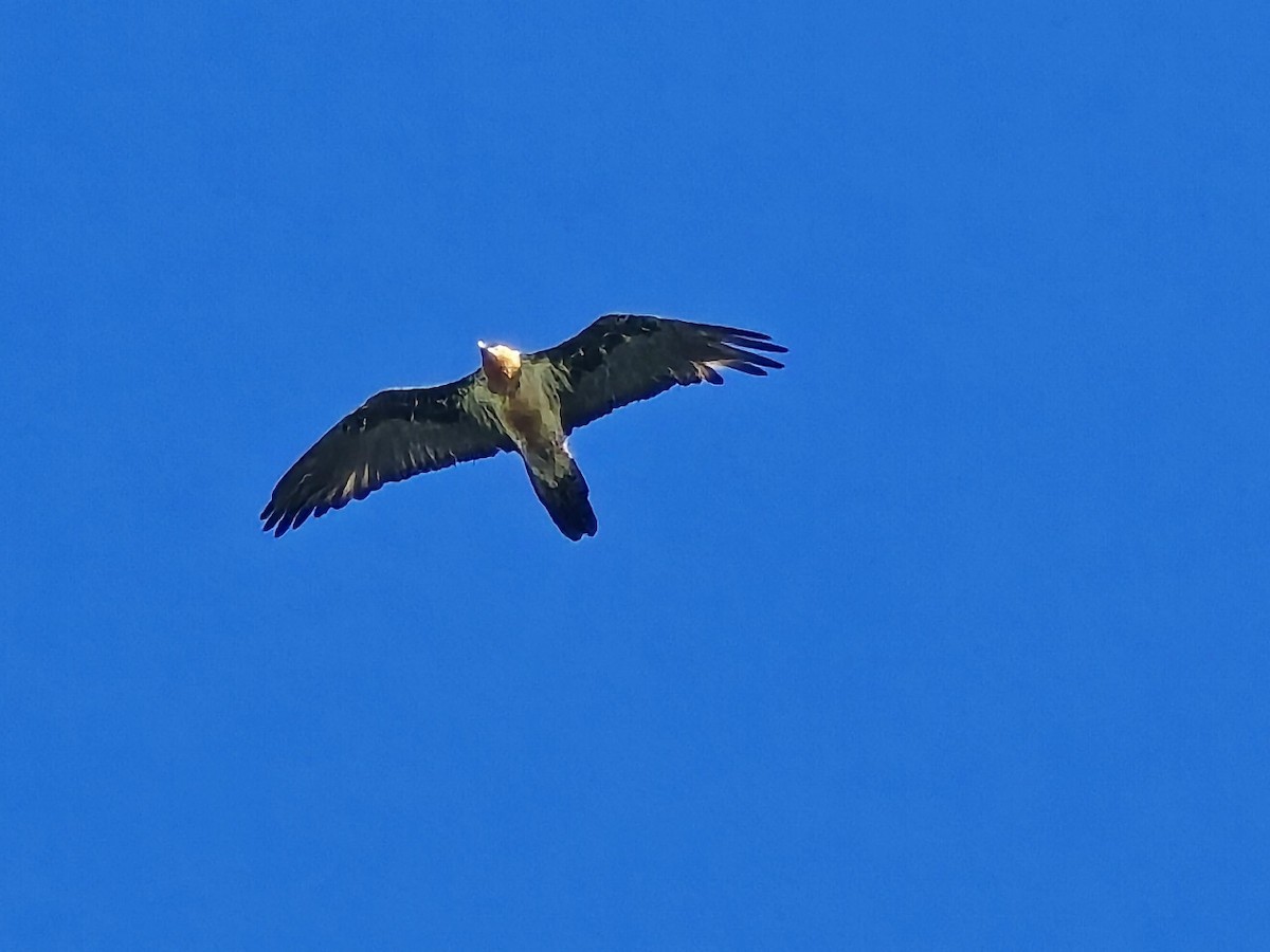 Bearded Vulture - ML646284661