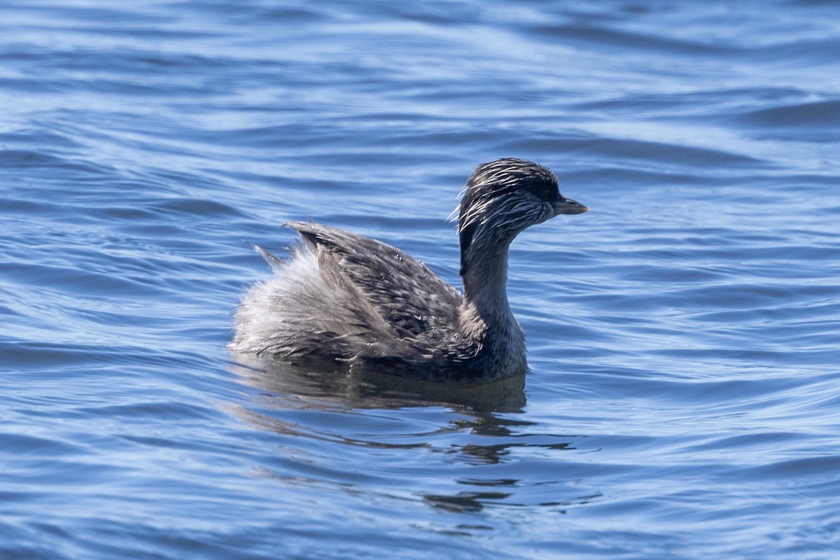 Hoary-headed Grebe - ML646284662
