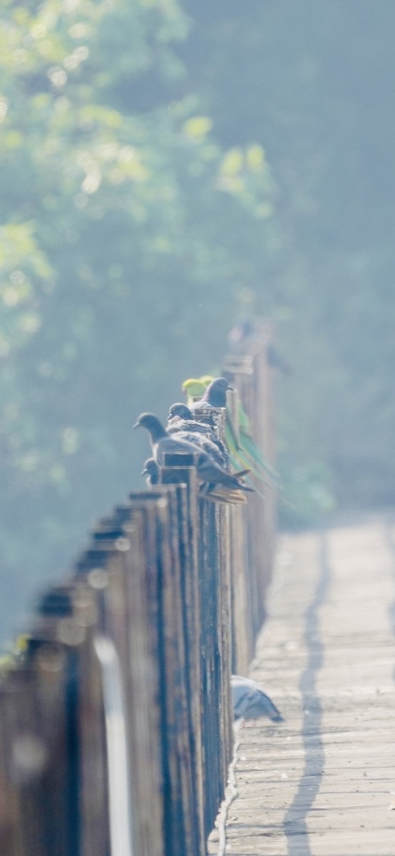 Rock Pigeon (Feral Pigeon) - ML646284663