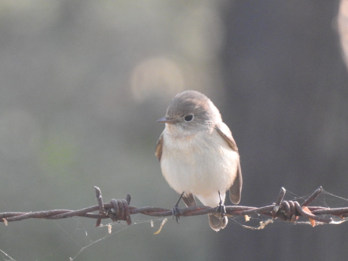 Red-breasted Flycatcher - ML646284664