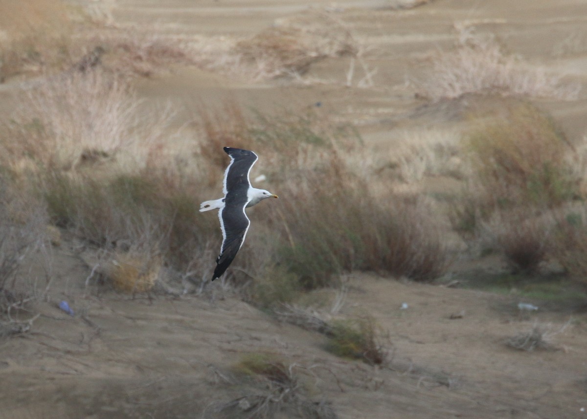 Lesser Black-backed Gull (Heuglin's) - ML646284665