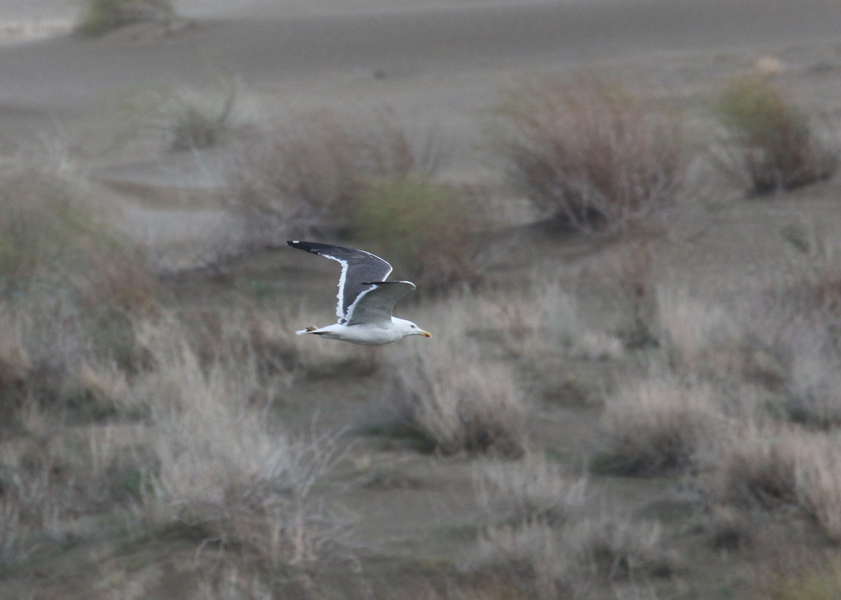 Lesser Black-backed Gull (Heuglin's) - ML646284666