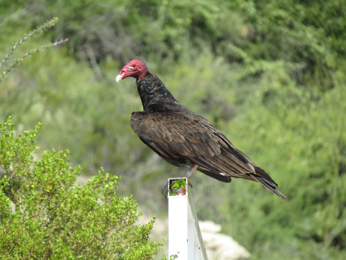 Turkey Vulture - ML646284667