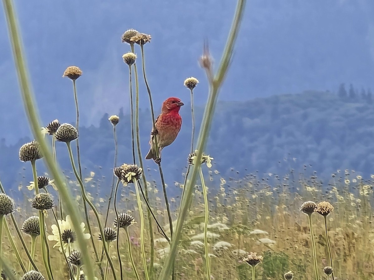 Common Rosefinch - ML646284668