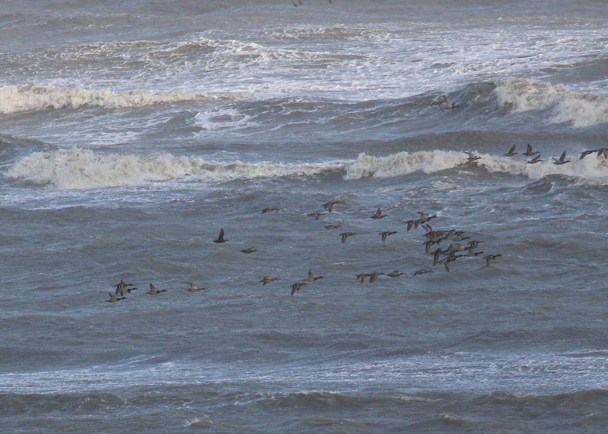 Common Scoter - ML646284671